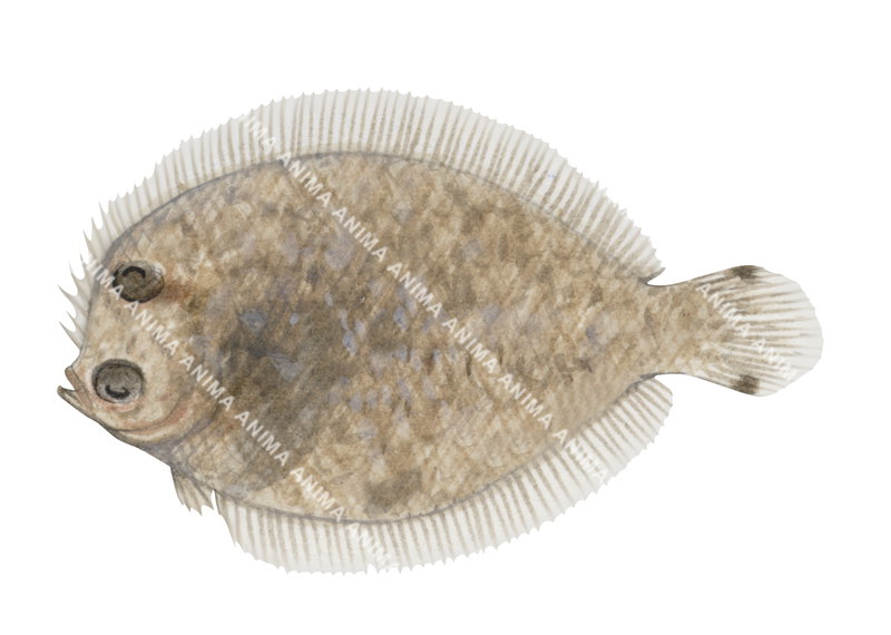 Spot-tail Wide-eye Flounder,Engyprosopon grandisquama,High quality illustration by Roger Swainston