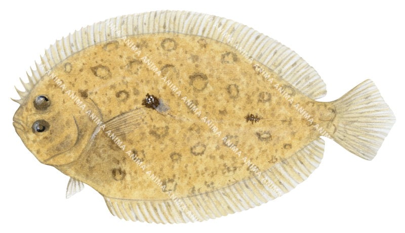 Deep Flounder,Pseudorhombus elevatus,High quality illustration by Roger Swainston