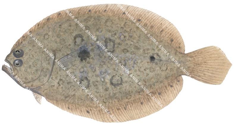 Largetooth Flounder,Pseudorhombus arsius,High quality illustration by Roger Swainston