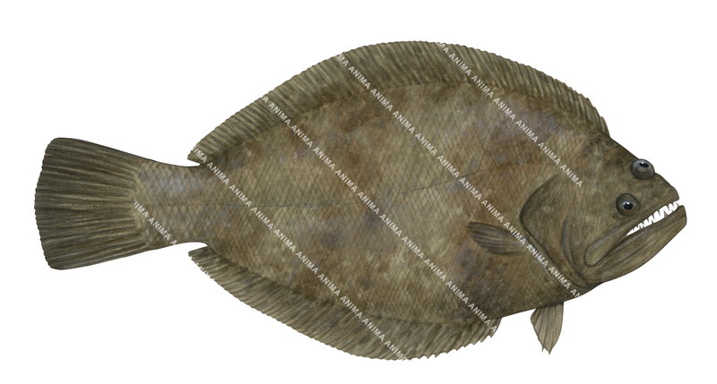 Australian Halibut,Psettodes erumei,High quality illustration by Roger Swainston