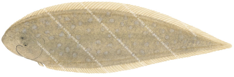 Lemon Tongue Sole,Paraplagusia bilineata,High quality illustration by Roger Swainston