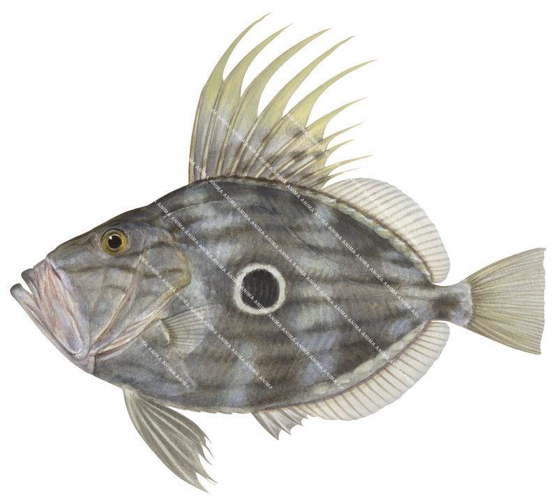 John Dory,Zeus faber,High quality illustration by Roger Swainston