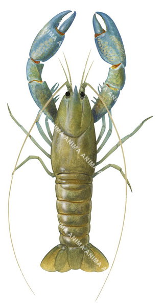 Yabby,Cherax destructor,Roger Swainston,Animafish