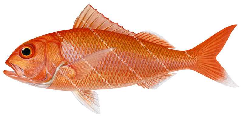 Ruby Snapper,Etelis carbunculus, High Res illustration