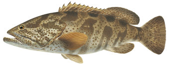 9604_Orangespotted_Rockcod5_Epinephelus_coioides.jpg