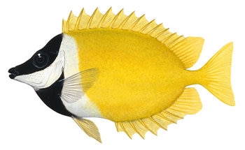 9605_Foxface_Siganus_vulpinus.jpg