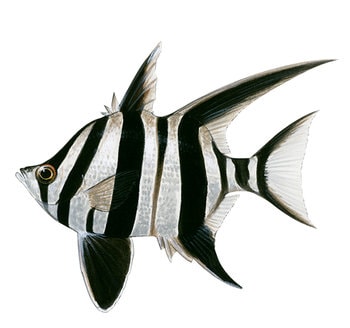 9610_Old_Wife_Enoplosus_armatus.jpg