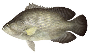 9617_Tripletail3_Lobotes_surinamensis_ANIMA.jpg