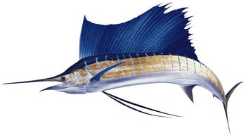 9633_Sailfish5_Istiophorus_platypterus_ANIMA.jpg