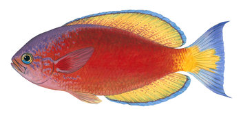 9635_Splendid_Perch1_Callanthias_australis.jpg