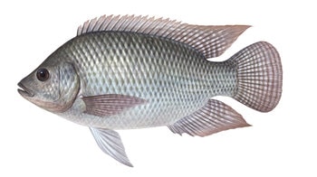 9664_Tilapia_Oreochromis_mossambica_ANIMA.jpg