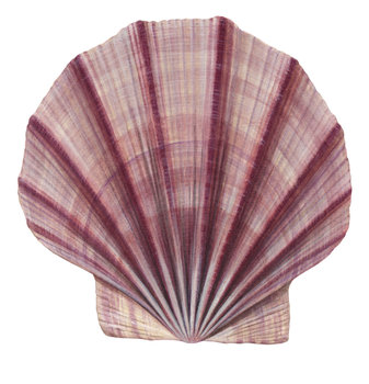 Painting of the Queen Scallop,signed by the artist Roger Swainston