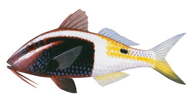 9820_Bicolor_Goatfish2_Parupeneus_barberinoides_PNG_1.jpg