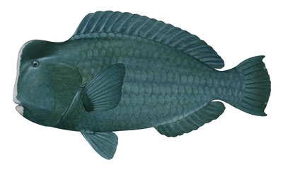 9827_Bumphead_Parrotfish2_Bolbometopon_muricatum_PNG_1.jpg