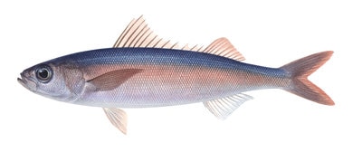 9847_Redbait_Emmelichthys_nitidus_ANIMA.jpg