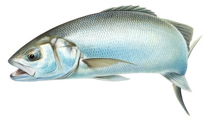 9880_Sea_Bass3_Dicentrarchus_labrax_PdF.jpg