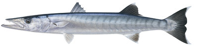 9929_Great_Barracuda5_Sphyraena_barracuda_ANIMA.jpg