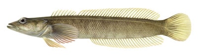 9945_Flathead_Congolli_Halaphritis_platycephala_ANIMA.jpg