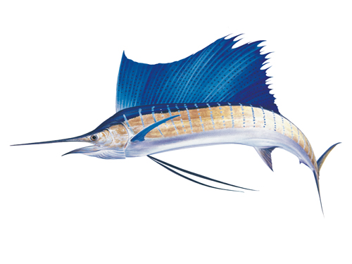 Fine Art print of the fierce Sailfish on Archival paper