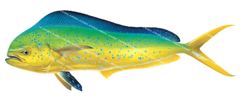 Mahimahi-5,Coryphaena hippurus,Roger Swainston,Animafish