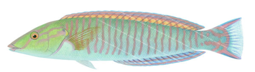 Pastel Slender Wrasse, Female.high-resolution illustrative marine art by Roger Swainston,Hologymnosus doliatus