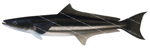 Cobia-4,Rachycentron canadus,Roger Swainston,Animafish