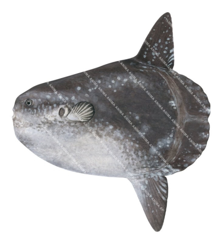 Hoodwinker Sunfish,Mola tecta,scientifically accurate High Res illustration by Roger Swainston