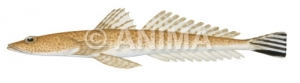 Side view of the Northern Sand Flathead,Platycephalus endrachtensis|High Res Scientific illustration by Roger Swainston