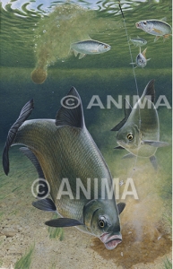 Bream-Bremes with lure,Abramis brama.High quality Illustration by R. Swainston