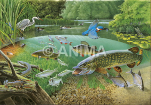 Aquatic Life, Loire river,France,High quality illustration by R.Swainston