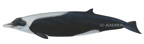 Fine Art print of the Straptoothed Whale on Archival paper by Roger Swainston