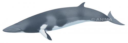 Fine Art print of the Minke Whale on Archival paper by Roger Swainston