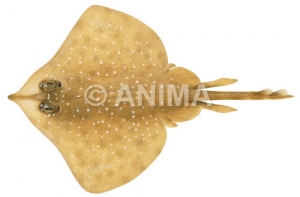 Whitespotted Skate,Dipturus cerva,Scientific fish illustration by Roger Swainston