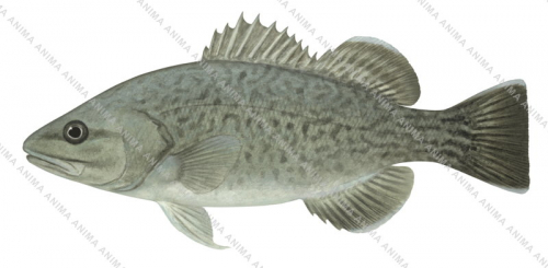 Trout Cod,Maccullochella macquariensis by Roger Swainston ANIMA