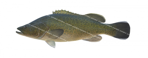 Murray Cod,Maccullochella peelii by Roger Swainston,ANIMA