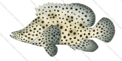 Barramundi Rockcod,Cromileptes altivelis.High Res Illustration by R. Swainston