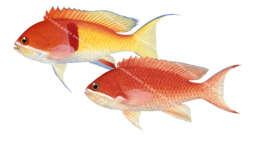 Lilac-tip Basslet,Pseudanthias rubrizonatus,Scientific fish illustration by Roger Swainston, Anima.fish