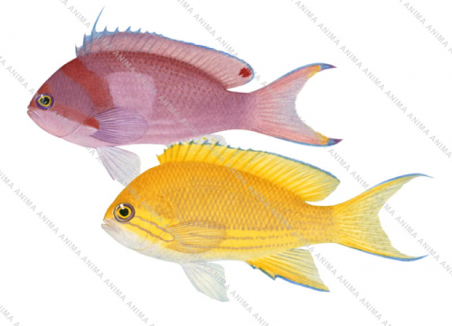 Basslet,Mirror,Pseudanthias pleurotaenia,Scientific fish illustration by Roger Swainston,Anima.fish