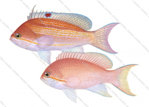 Luzon Basslet,Pseudanthias luzonensis,Scientific fish illustration by Roger Swainston,Anima.fish