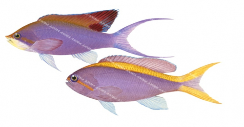 Purple Queen Basslet,Pseudanthias tuka-R.Swainston-Animafish