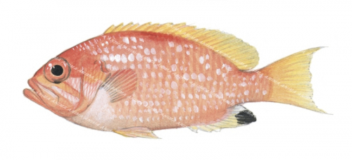 Basslet,Pearlspot,Selenanthias analis,Scientific fish illustration by Roger Swainston,Anima.fish