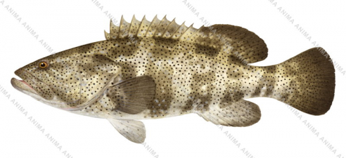 Blackspotted Rockcod,Epinephelus malabaricus,Roger Swainston, Animafish
