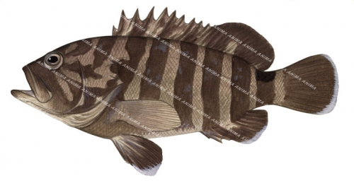 Convict Rockcod,Epinephelus septemfasciatus,Scientific fish illustration by Roger Swainston