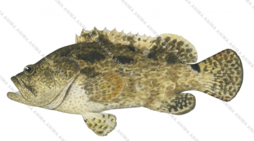Flowery Rockcod,Epinephelus fuscoguttatus,Scientific fish illustration by Roger Swainston