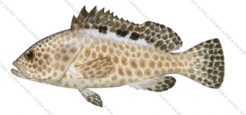 Frostback Rockcod,Epinephelus bilobatus,Scientific fish illustration by Roger Swainston