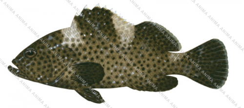 Highfin Rockcod,Epinephelus maculatus,Scientific fish illustration by Roger Swainston, Anima.fish