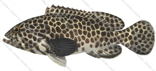 Longfin Rockcod1,Epinephelus quoyanus,Scientific fish illustration by Roger Swainston, Anima.fish