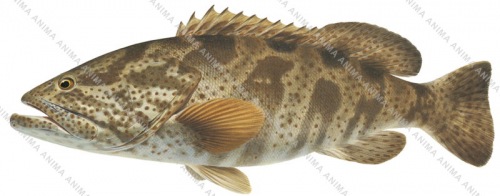 Swimming Orangespotted Rockcod,Epinephelus coioides,Alive position fish illustration by Roger Swainston,Anima.fish