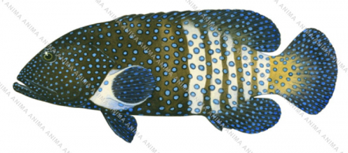 Peacock Rockcod,Cephalopholis argus,Scientific fish illustration by Roger Swainston,Anima.fish