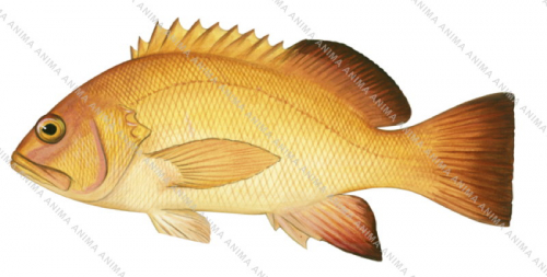 Breaksea Cod-4,Epinephelides armatus,Scientific fish illustration by Roger Swainston